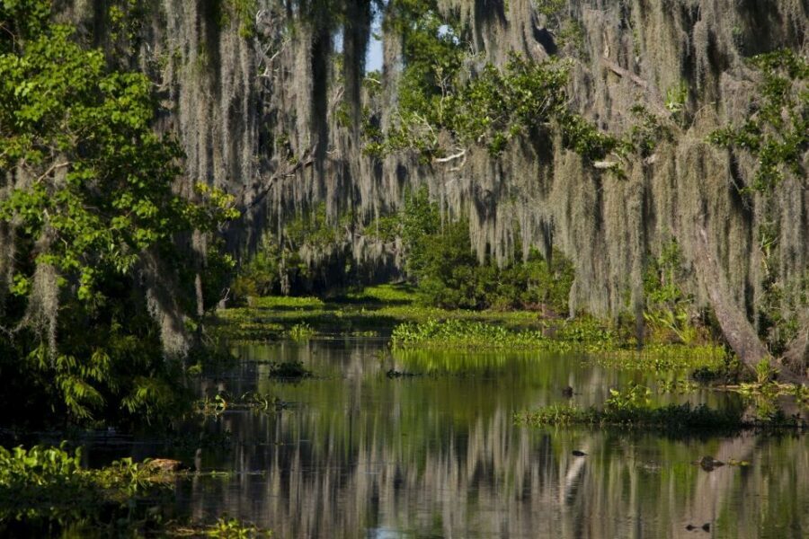 New Orleans: High Speed 9 Passenger Airboat Tour - Price and value: is $89 a fair deal for what you get?