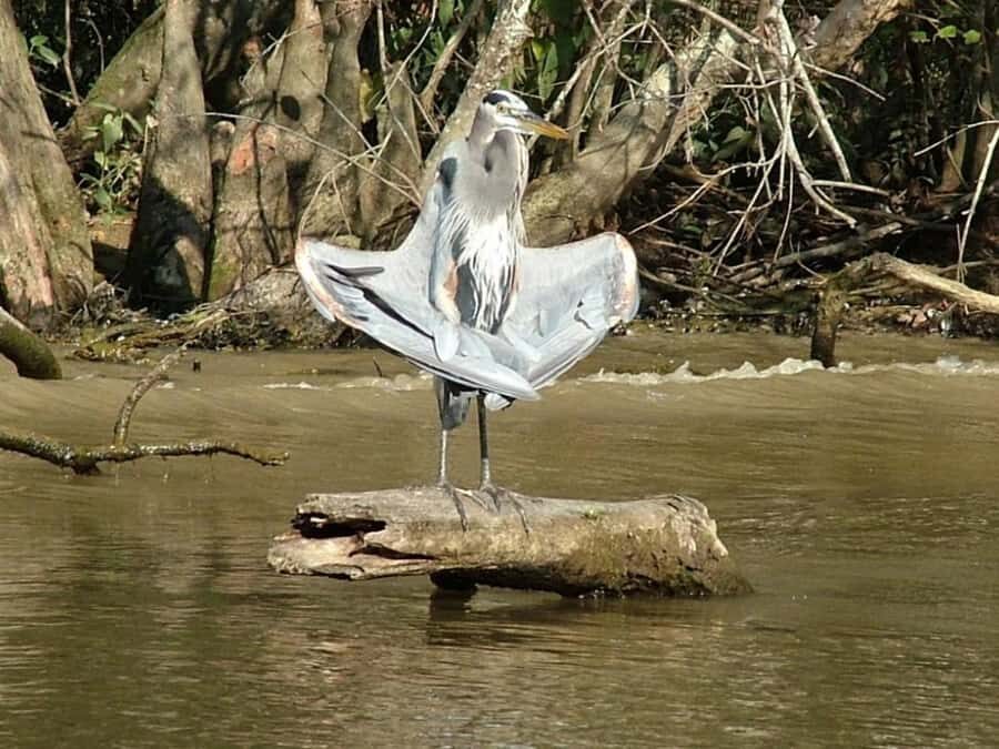New Orleans: Honey Island Swamp Tour - Key Things I’d Plan For
