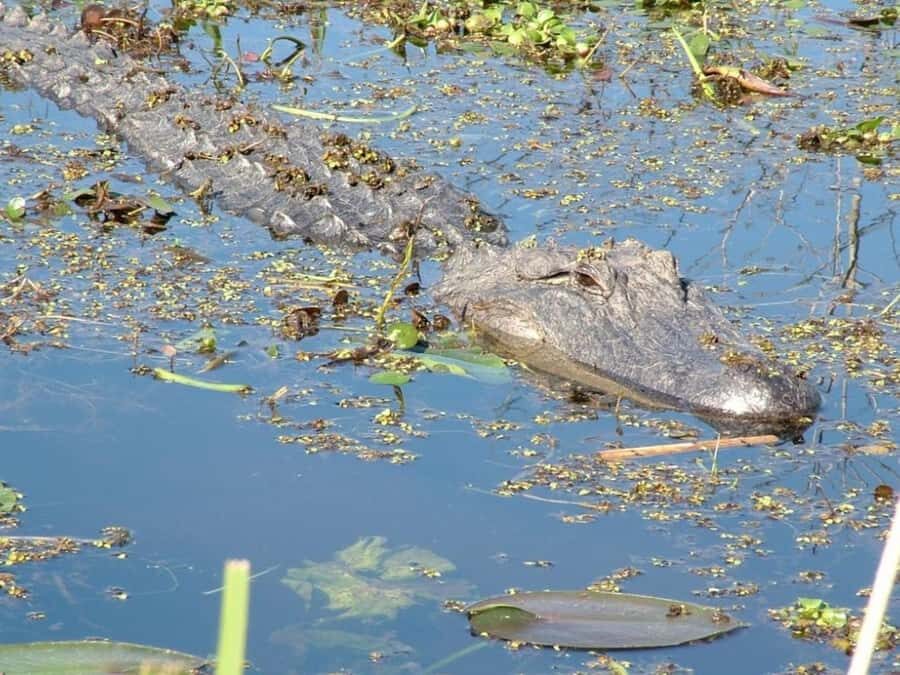 New Orleans: Honey Island Swamp Tour - The Wetland Ecologist Factor: What You Learn While You Ride