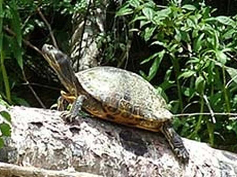 New Orleans: Honey Island Swamp Tour - Wildlife Spotting Without the Guesswork