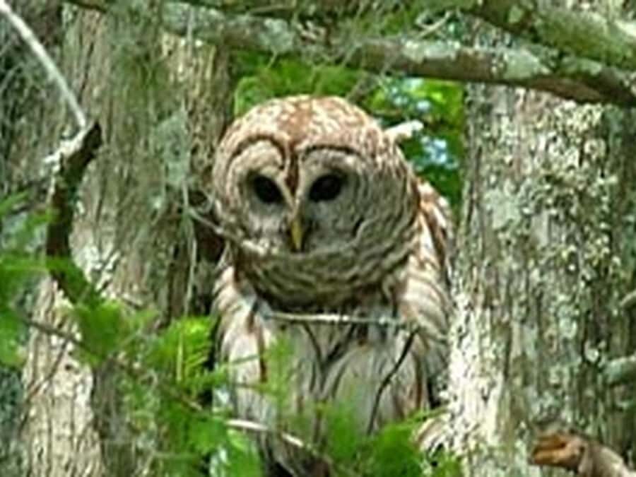 New Orleans: Honey Island Swamp Tour - Louisiana Fishing Heritage: Why the Stories Matter