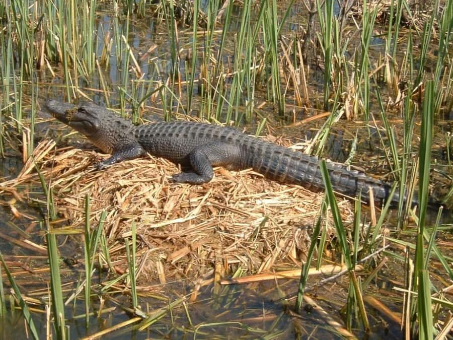 New Orleans: Honey Island Swamp Tour - Photography on the Bayou: Capturing Moss, Light, and Wildlife