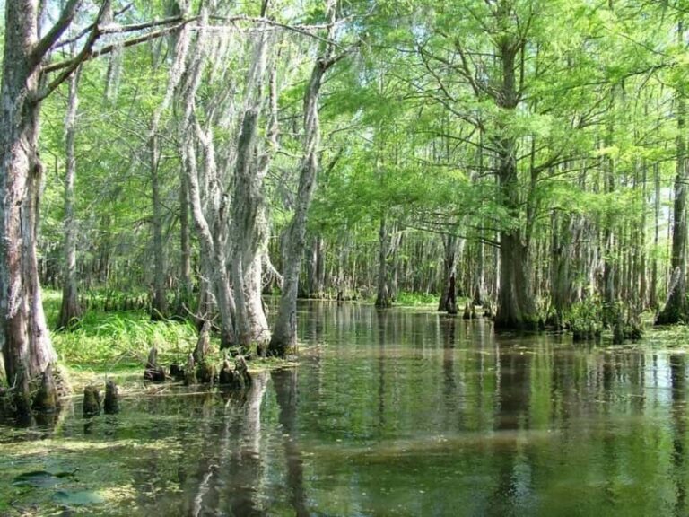 New Orleans: Honey Island Swamp Tour - Two Hours in Honey Island Swamp: Calm Water, Hanging Moss, Cypress Shade