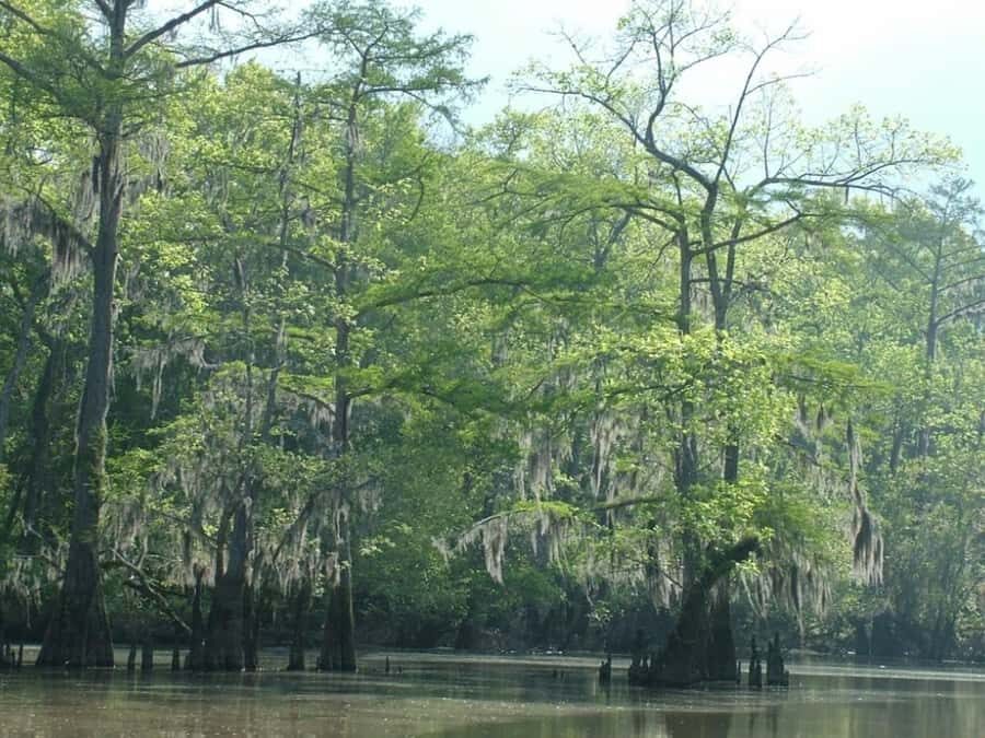 New Orleans: Honey Island Swamp Tour - Logistics That Actually Affect Your Day