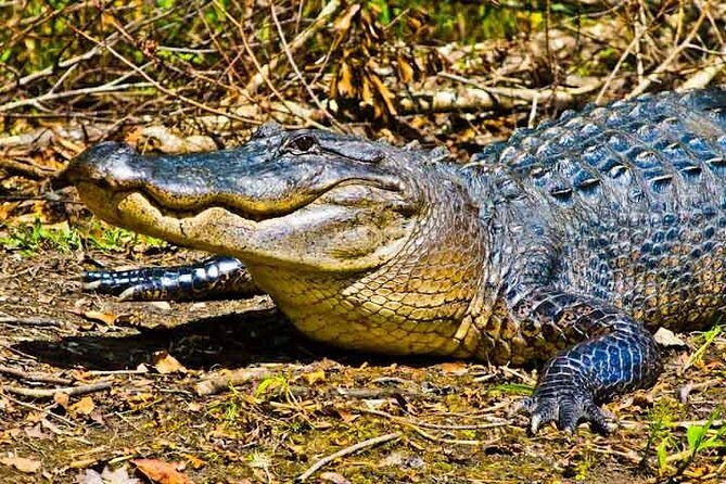 New Orleans Large Airboat Swamp Tour - Entering Barataria Preserve: A Short Drive That Sets the Scene