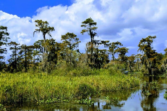 New Orleans Large Airboat Swamp Tour - Price and Value: Is $65 a Good Deal for This Ride?