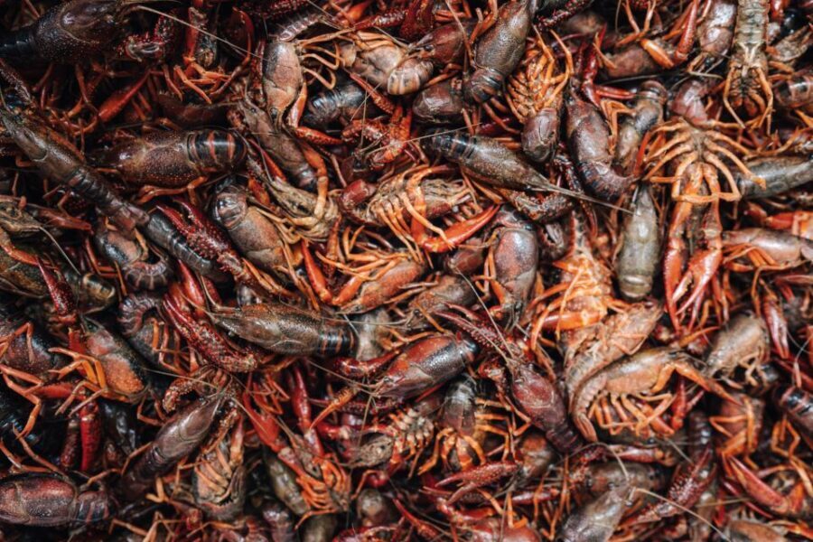 New Orleans' Lower Garden Food Tour - Key highlights at a glance