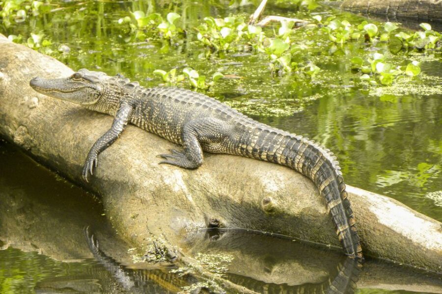 New Orleans Manchac Bayou Swamp Cruise W/ Optional Pick-Up - Key things I’d bet on before you go