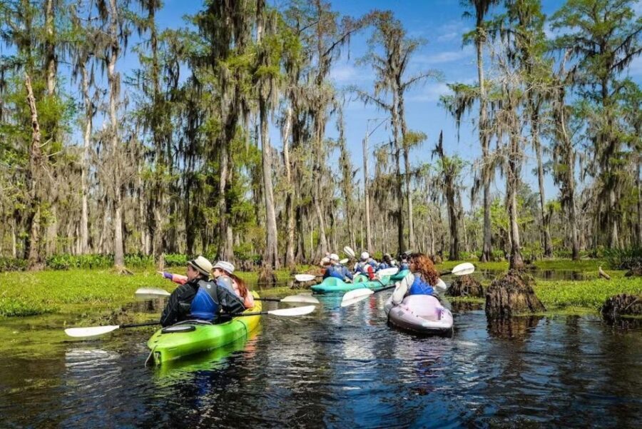 New Orleans: Manchac Magic Kayak Swamp Tour - Manchac Swamp by Kayak: What You’ll See in Two Hours