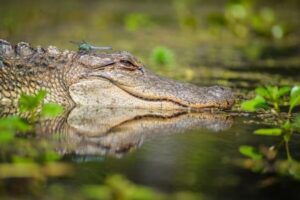 New Orleans: Manchac Magic Kayak Swamp Tour - On the Water in the Cypress Swamps: Paddling, Wildlife, and Real Bayou Quiet
