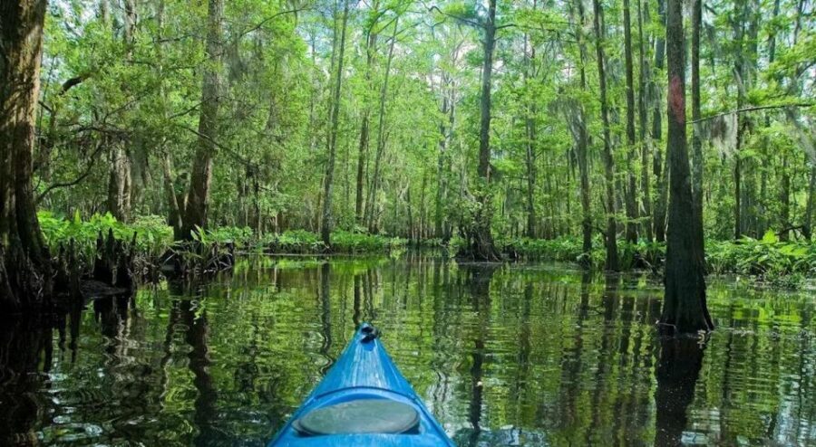 New Orleans: Manchac Magic Kayak Swamp Tour - What to Bring for a Comfortable Paddle (and Save Your Arms)