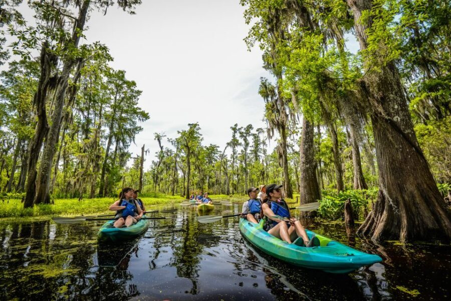 New Orleans: Manchac Magic Kayak Swamp Tour - Wildlife Expectations: Alligators Are Possible, Birds Are Common