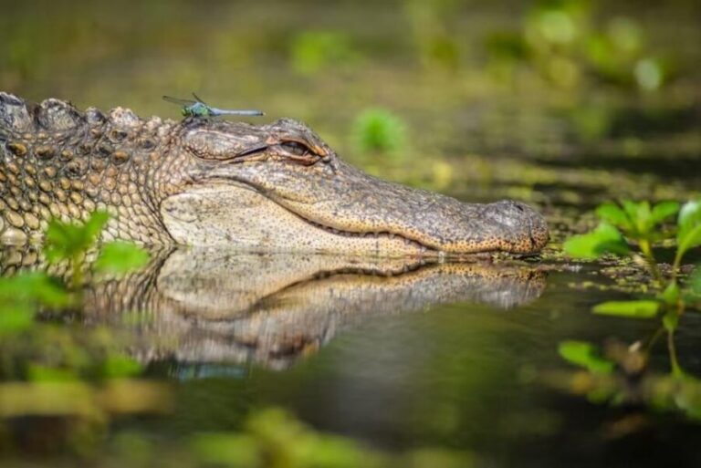 New Orleans: Manchac Magic Kayak Swamp Tour - On the Water in the Cypress Swamps: Paddling, Wildlife, and Real Bayou Quiet