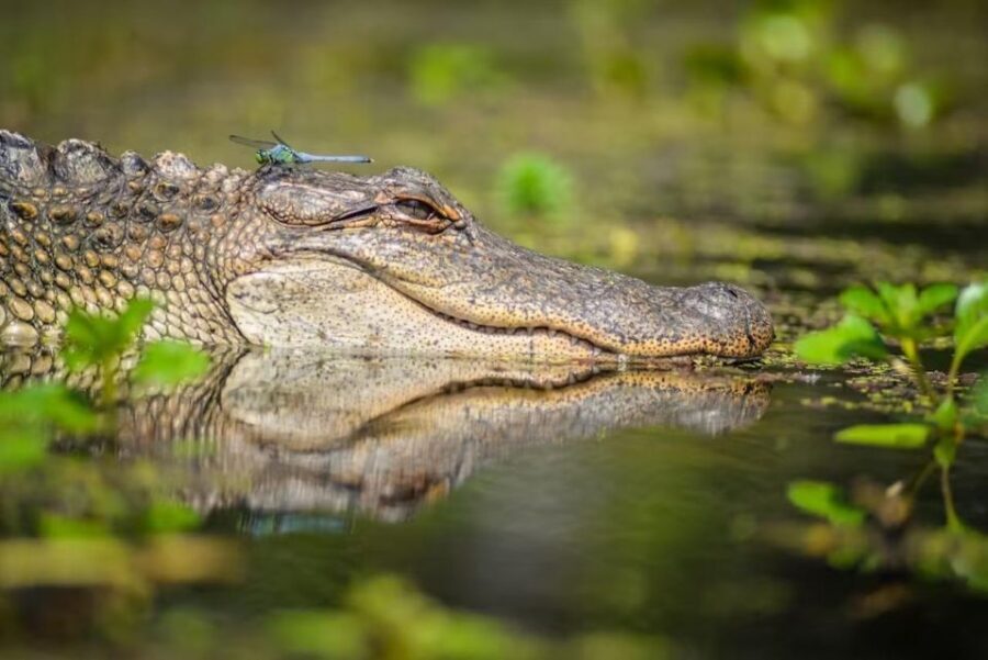 New Orleans: Manchac Magic Kayak Swamp Tour - On the Water in the Cypress Swamps: Paddling, Wildlife, and Real Bayou Quiet