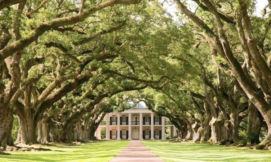New Orleans: Oak Alley or Laura Plantation & Airboat Tour - Oak Alley vs. Laura Plantation: choose the morning that fits you