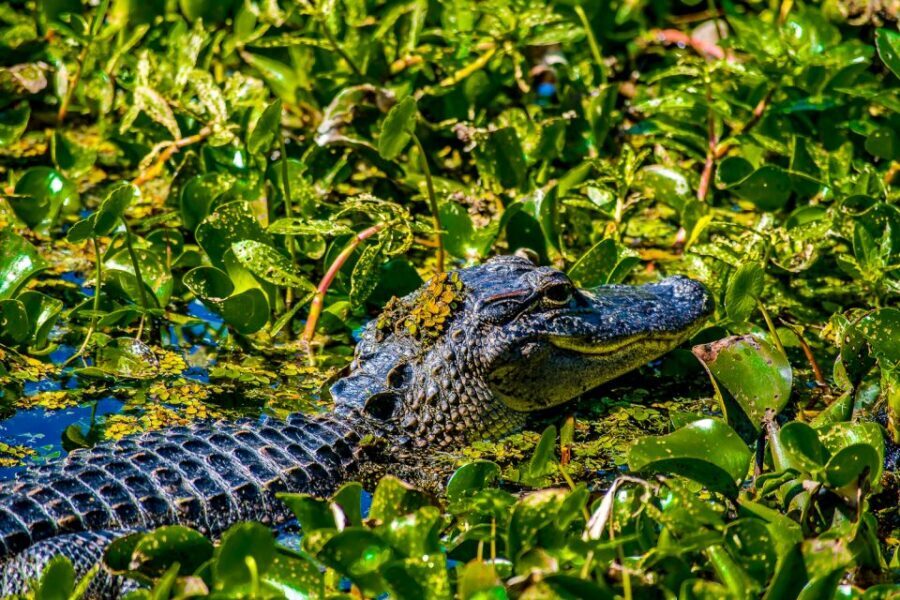 New Orleans: Oak Alley Plantation and Swamp Cruise Day Trip - Swamp Cruise on a Covered Boat: Alligators and the Soundtrack of the Bayou