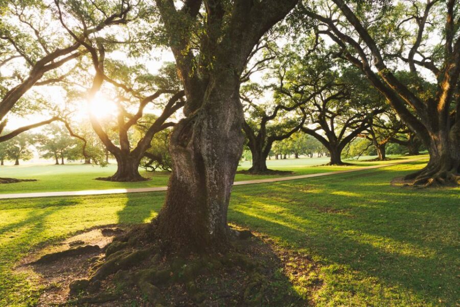 New Orleans: Oak Alley Plantation and Swamp Cruise Day Trip - Driving, Comfort, and the Things People Forget