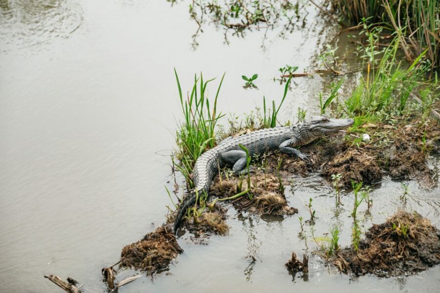 New Orleans: Oak Alley Plantation and Swamp Cruise Day Trip - Timing in Vacherie: How Much Time Do You Really Get?