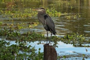 New Orleans Premium Six-Passenger Airboat Adventure - The Jean Lafitte swamp tour: wind, cypress, and alligator energy