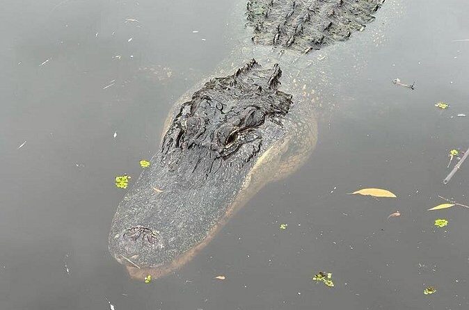 New Orleans Premium Six-Passenger Airboat Adventure - Wildlife spotting: what to watch for (and when)