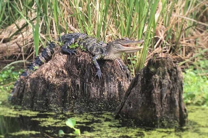 New Orleans Self-Guided Kayak Bayou Swamp Tour - The sit-on-top kayak setup: stable, simple, and easy to manage