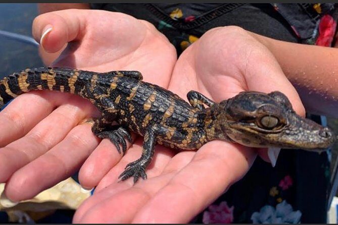 New Orleans Small-Group Airboat Swamp Tour - What to Bring for Comfort: Sunscreen, Bugs, Water, and Wet Clothes