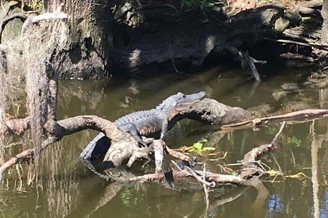 New Orleans Small-Group Airboat Swamp Tour - Pairing This With a New Orleans Day: Timing and Practical Planning