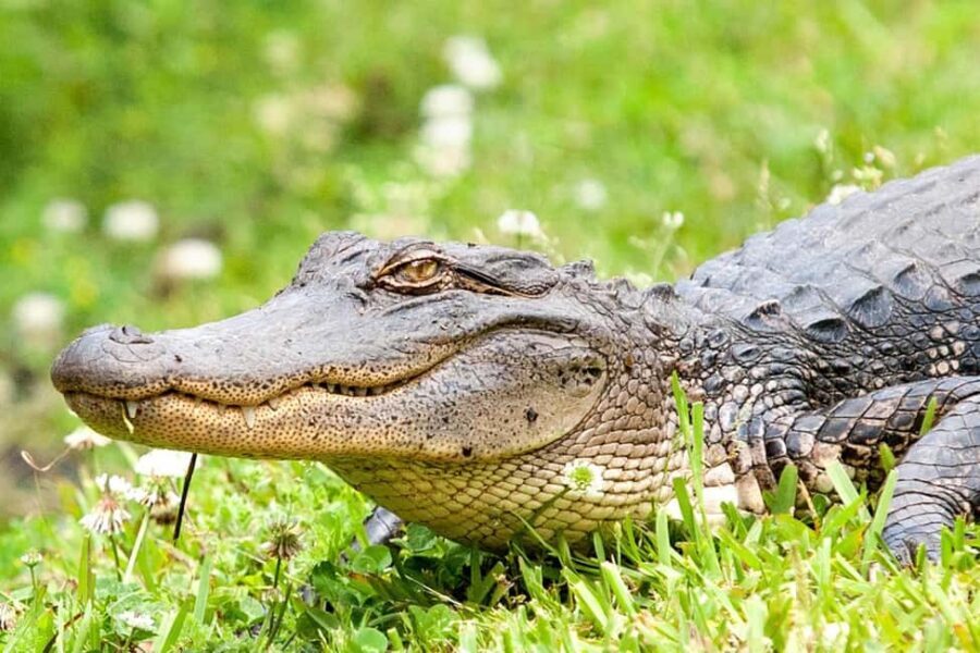 New Orleans: Swamp & Bayou Boat Tour with Transportation - The coach ride across the Mississippi River: what it adds