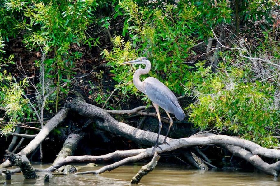 New Orleans: Swamp Boat Ride and Historic Plantation Tour - Who this tour suits best