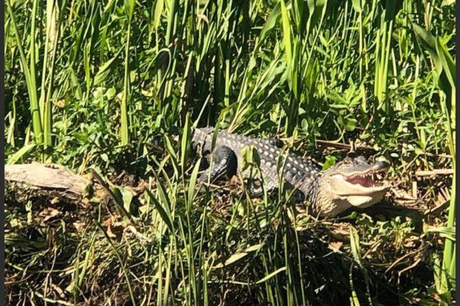 New Orleans Swamp Tour Boat Adventure - Barataria Preserve Swamp Cruise From Marrero: What This 1-Hour-40-Minute Trip Feels Like