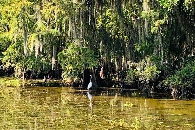 New Orleans Swamp Tour Boat Adventure - Price and Value: Is $35 Worth It for This Swap of City Time?