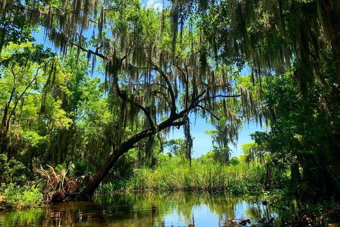 New Orleans Swamp Tour Boat Adventure with Transportation - Step Into Barataria Preserve, Not Just a Boat Ride