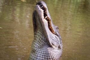 New Orleans Swamp Tour Boat Adventure with Transportation - Price and What You Actually Get for About $60