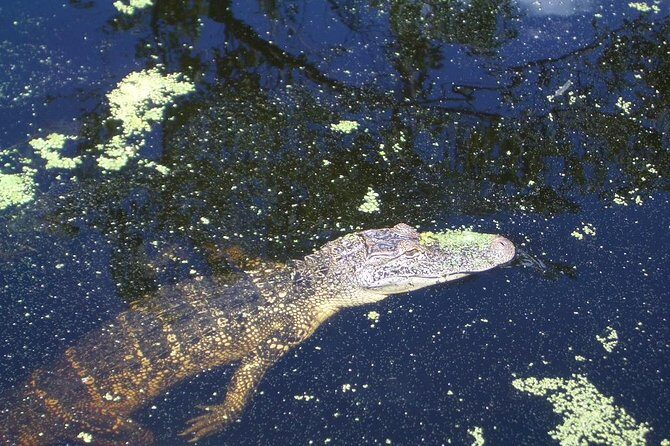New Orleans Swamp Tour Boat Adventure with Transportation - The Stories You Hear: Burial Mound Legends, Cajun Cemetery Atmosphere
