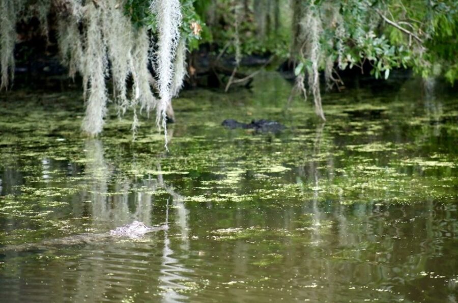 New Orleans: Swamp Tour on Covered Pontoon Boat - Key highlights at a glance