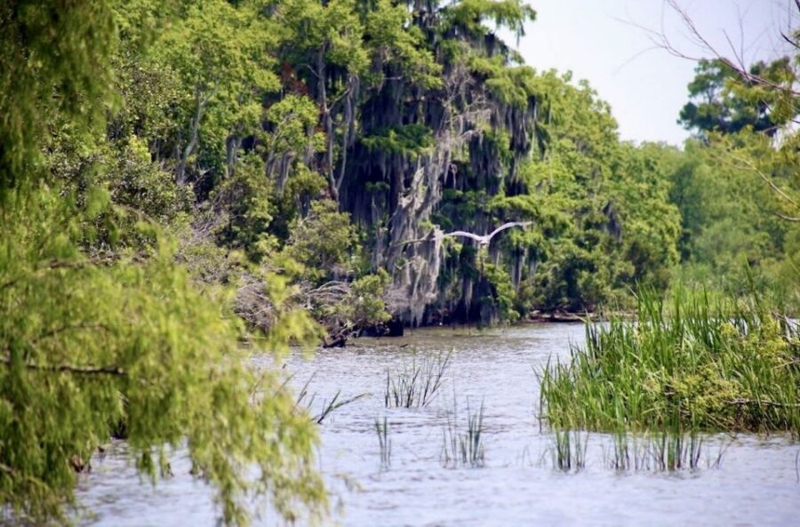 New Orleans: Swamp Tour on Covered Pontoon Boat - Who should book this covered swamp tour, and who might not