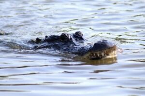 New Orleans: Swamp Tour on Covered Pontoon Boat - Getting from New Orleans to the bayou: Adventures of Jean Lafitte