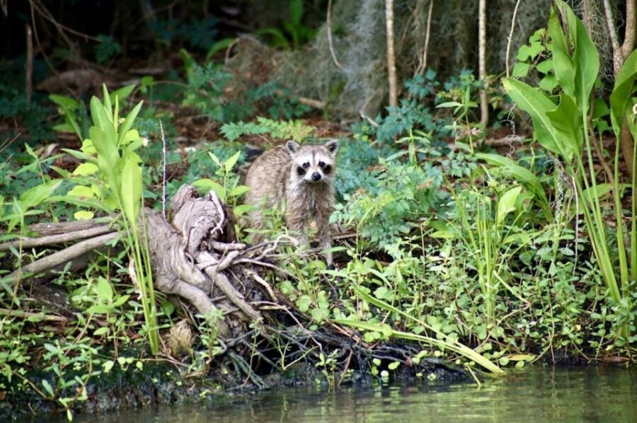 New Orleans: Swamp Tour on Covered Pontoon Boat - What you’ll see: alligators, birds, turtles, and the fun surprises