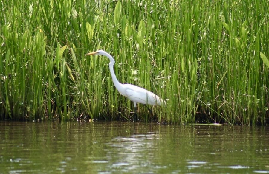 New Orleans: Swamp Tour on Covered Pontoon Boat - Live commentary with a Cajun touch: names you might hear