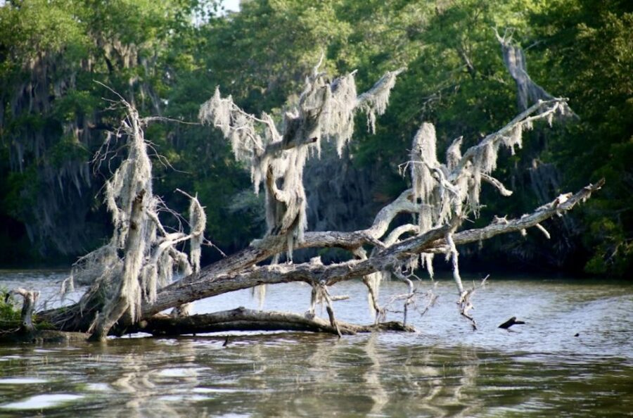 New Orleans: Swamp Tour on Covered Pontoon Boat - What’s included, what isn’t, and where to get food