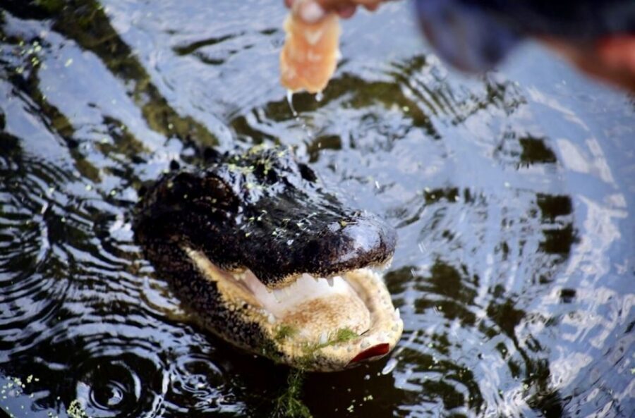 New Orleans: Swamp Tour on Covered Pontoon Boat - Price and value: is $35 worth it?