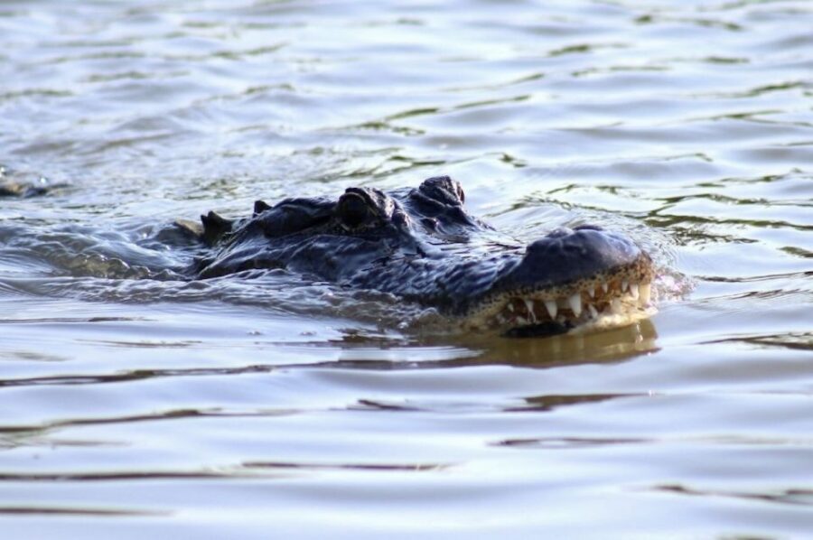 New Orleans: Swamp Tour on Covered Pontoon Boat - Getting from New Orleans to the bayou: Adventures of Jean Lafitte