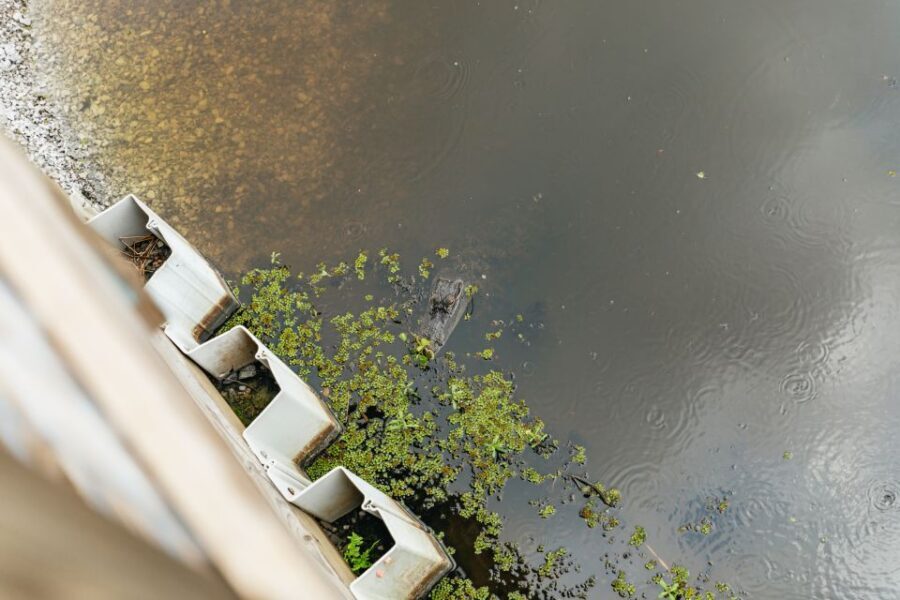 New Orleans: Swamp Zipline Tour - Why this swamp zipline feels different than a typical theme-park run