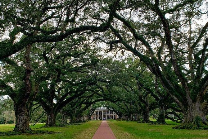 Oak Alley and Laura Plantation Tour with Transportation from New Orleans - Who This Tour Fits Best (and Who Should Think Twice)