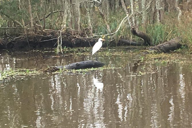 Oak Alley Plantation and Airboat Combo Tour by Bus - Real-World Comfort Tips for Your Day