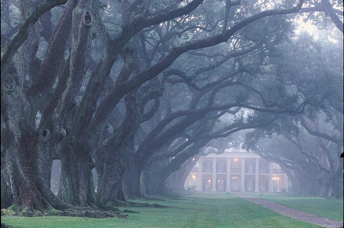Oak Alley Plantation Tour with Pickup from New Orleans - Photo time under the oaks, plus shade breaks and food options