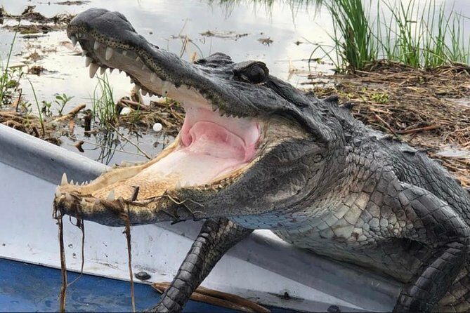 Small-Group Airboat Swamp Tour with Downtown New Orleans Pickup - Barataria Preserve: Marshes, Lakes, and Why Captains Can Find Wildlife