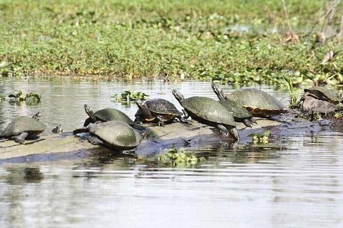 Small-Group Airboat Swamp Tour with Downtown New Orleans Pickup - Wildlife Odds: Alligators, Birds, and How to Manage Expectations