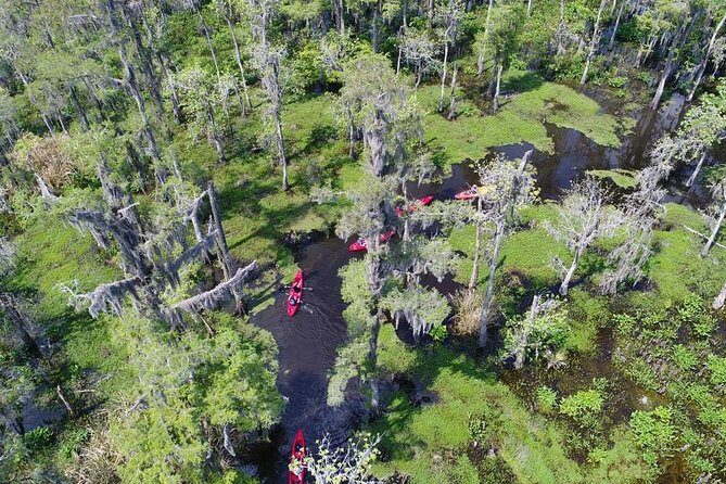Small-Group Manchac Swamp Kayak Tour - How the Manchac and Maurepas Swamps feel in real life