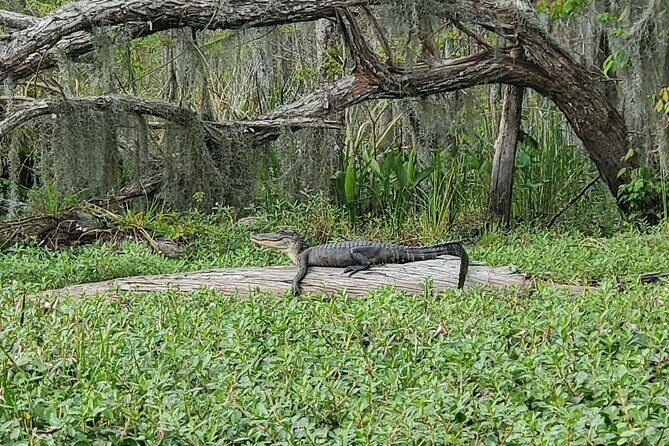 Small-Group Manchac Swamp Kayak Tour - Stop 1: Kayak Swamp Tours (the part you came for)